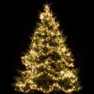 Illuminated Brittany tree