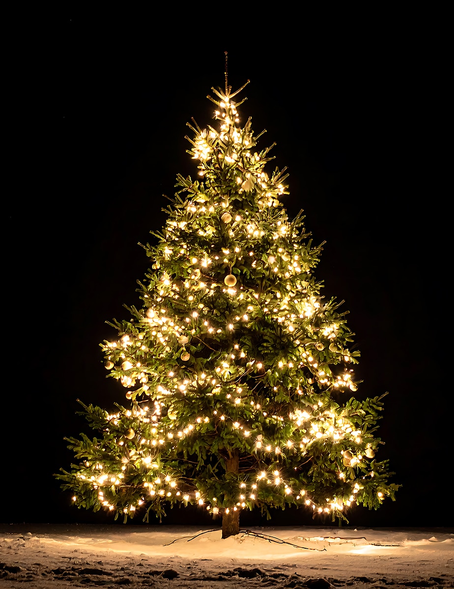 Illuminated Brittany tree